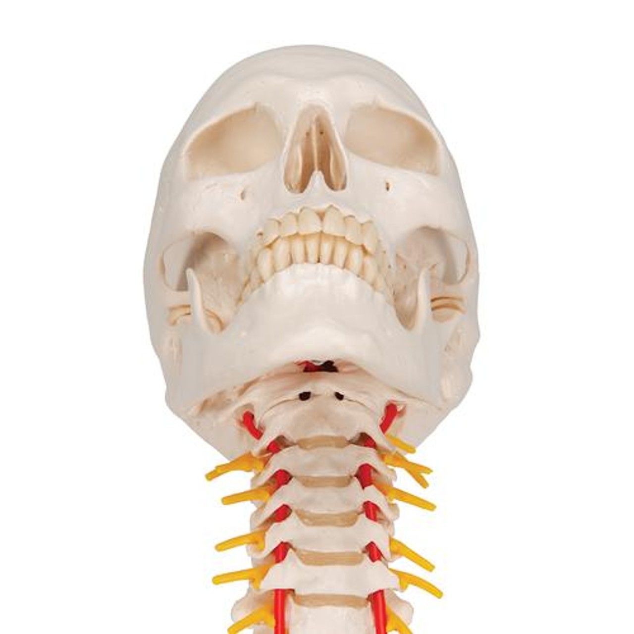 Classic Human Skull Anatomy Model On Cervical Spine