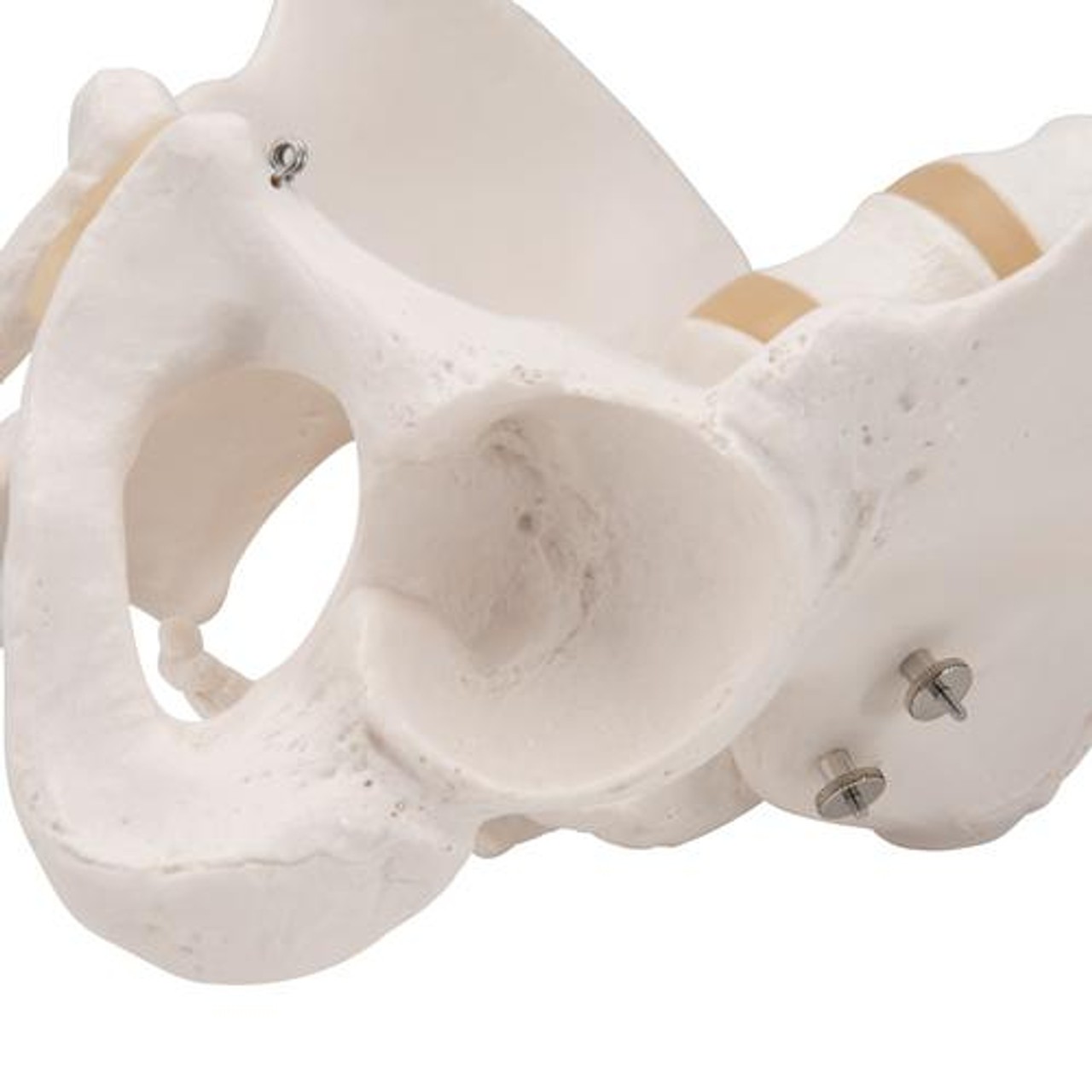 Male Pelvis Skeleton Anatomy Model
