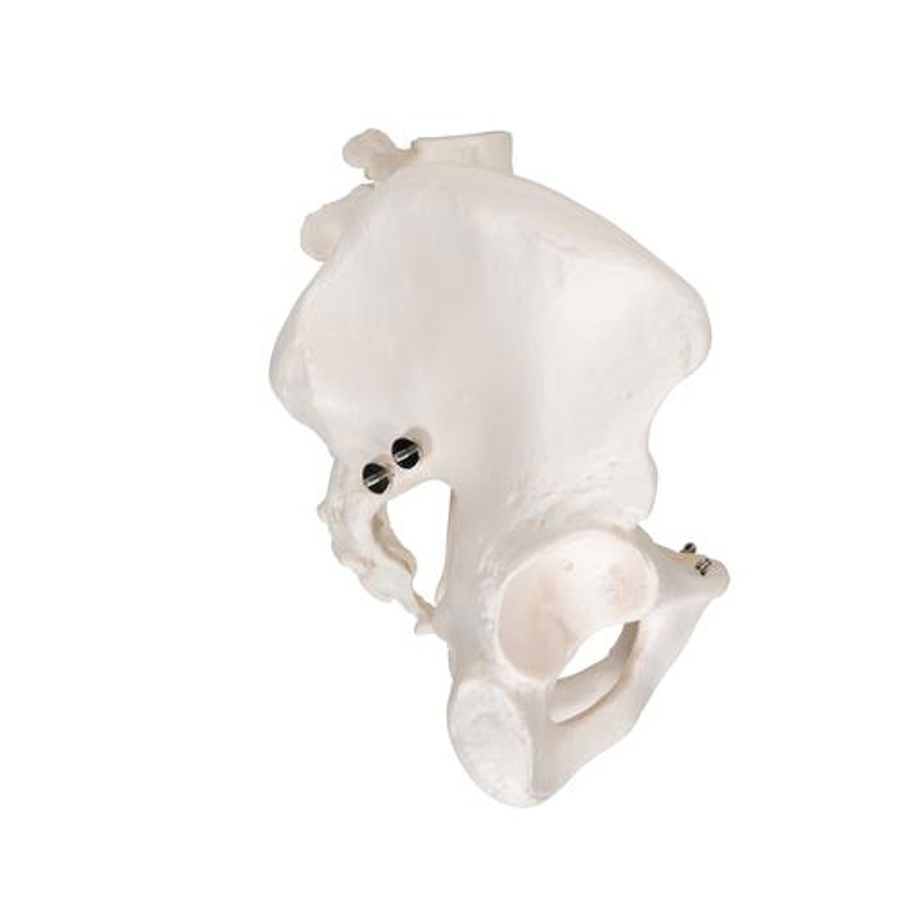 Male Pelvis Skeleton Anatomy Model
