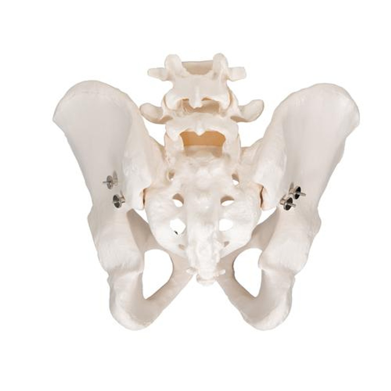 Male Pelvis Skeleton Anatomy Model