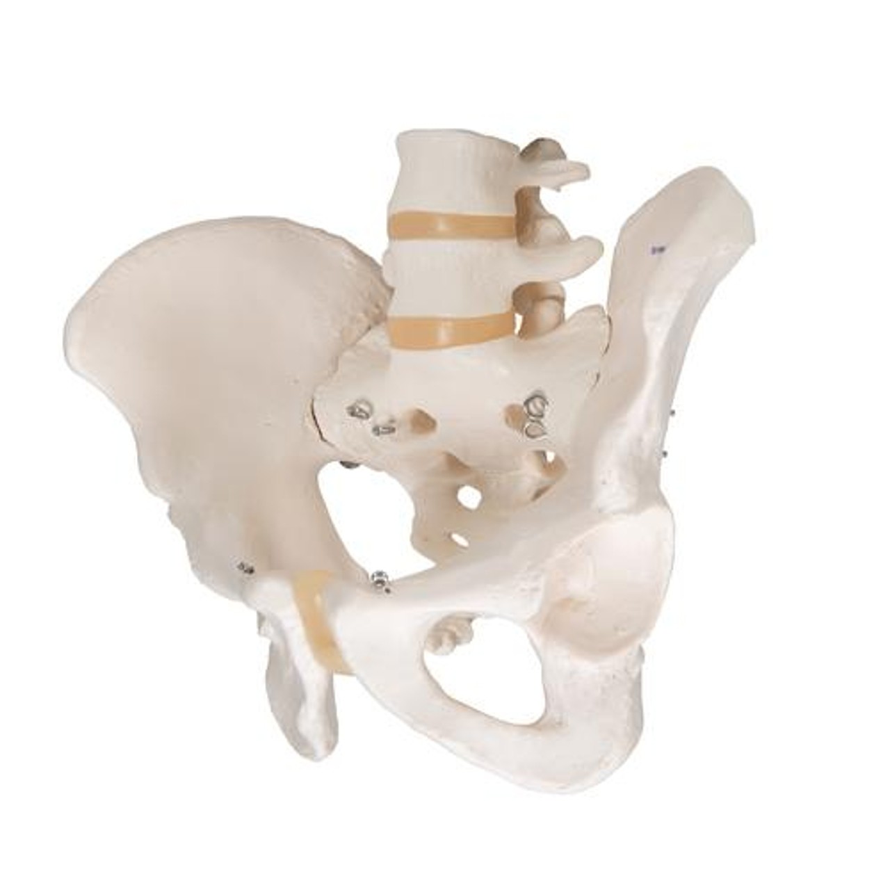 Male Pelvis Skeleton Anatomy Model