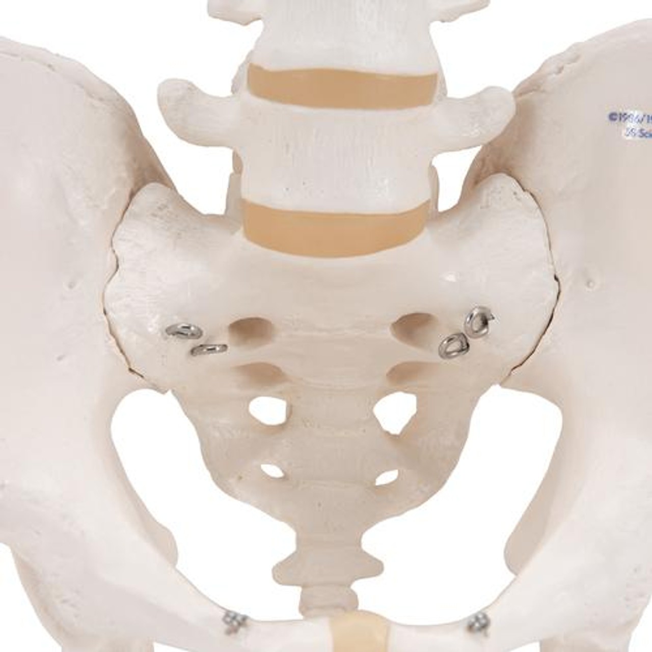 Male Pelvis Skeleton Anatomy Model