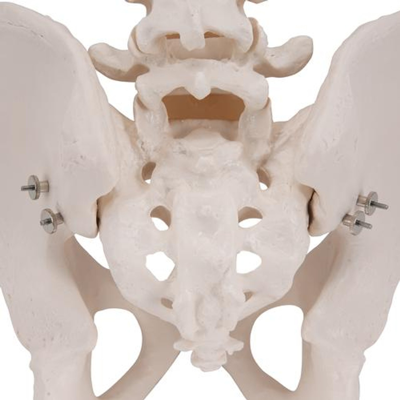 Male Pelvis Skeleton Anatomy Model