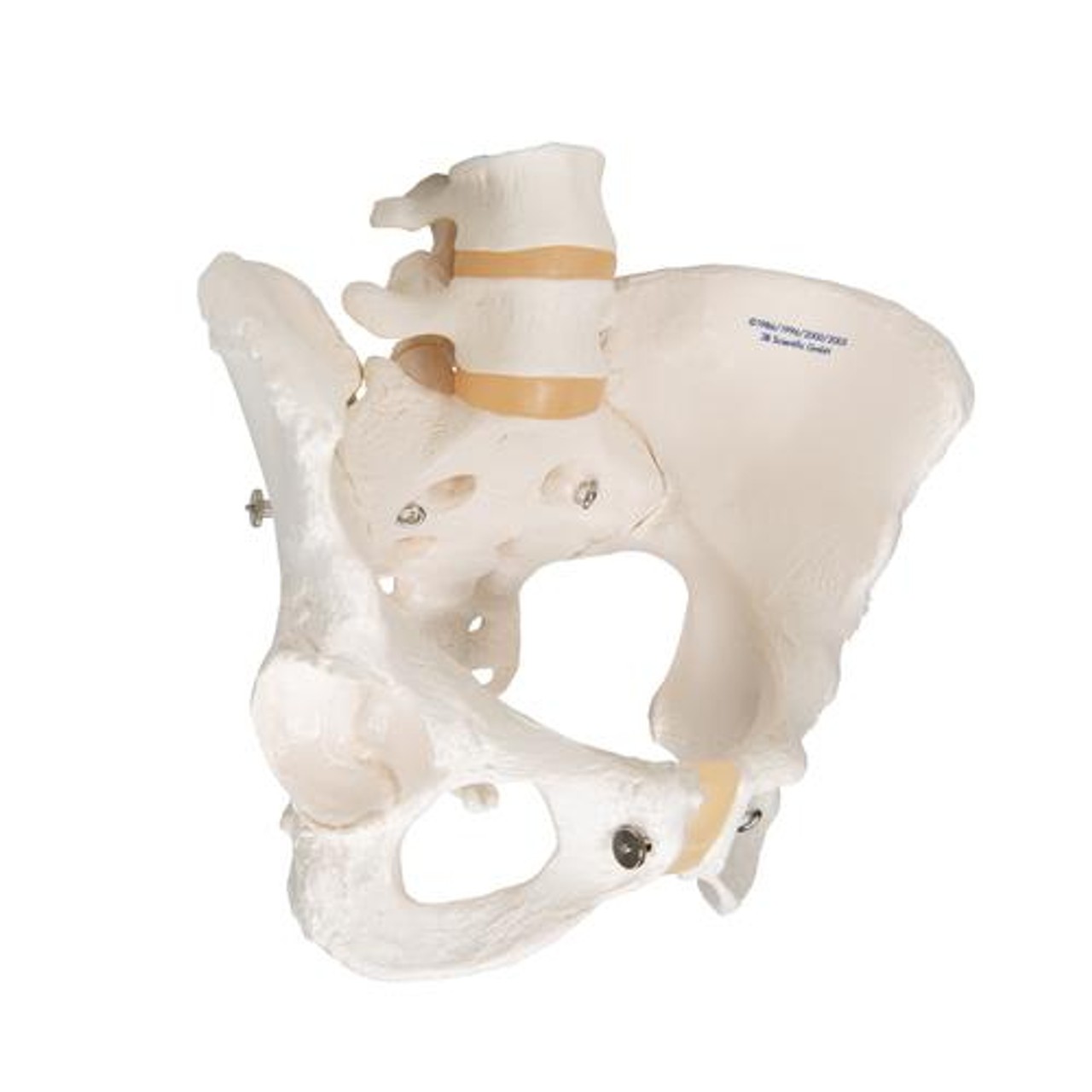 Female Pelvis Skeleton Anatomy Model