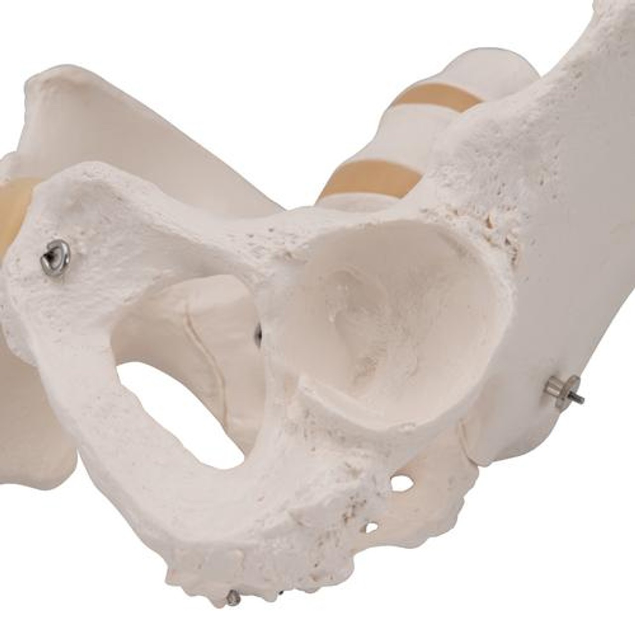 Female Pelvis Skeleton Anatomy Model