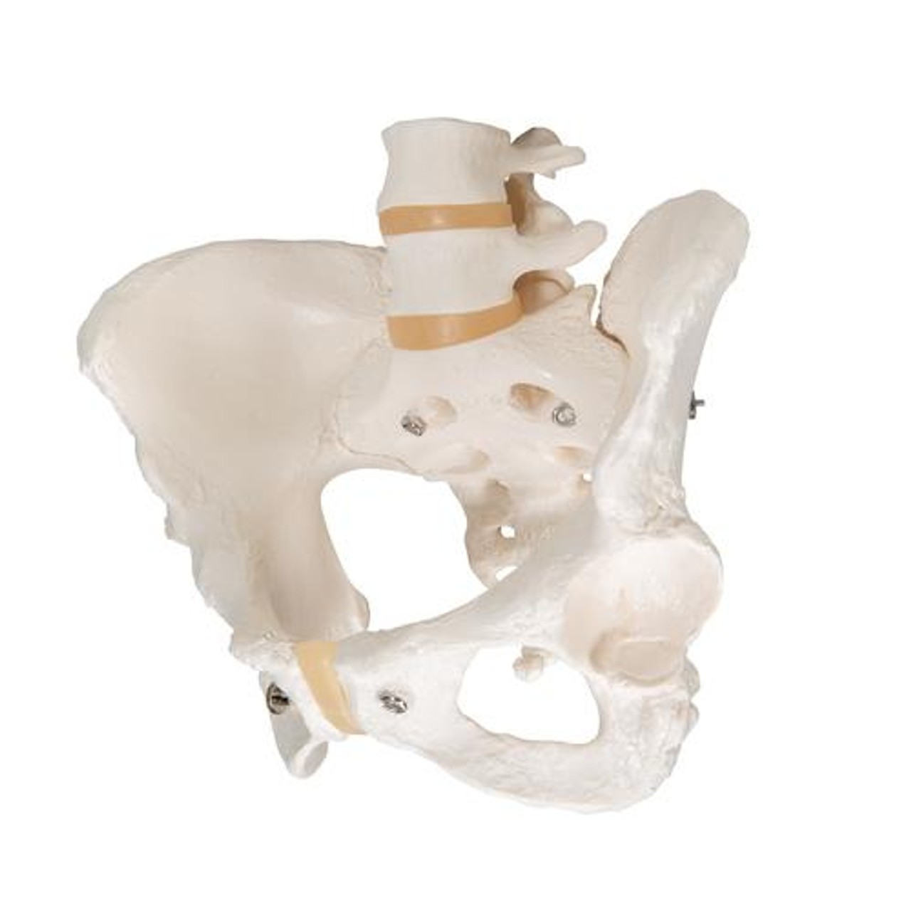 3B Scientific Female Pelvis Skeleton Anatomy Model | Anatomy