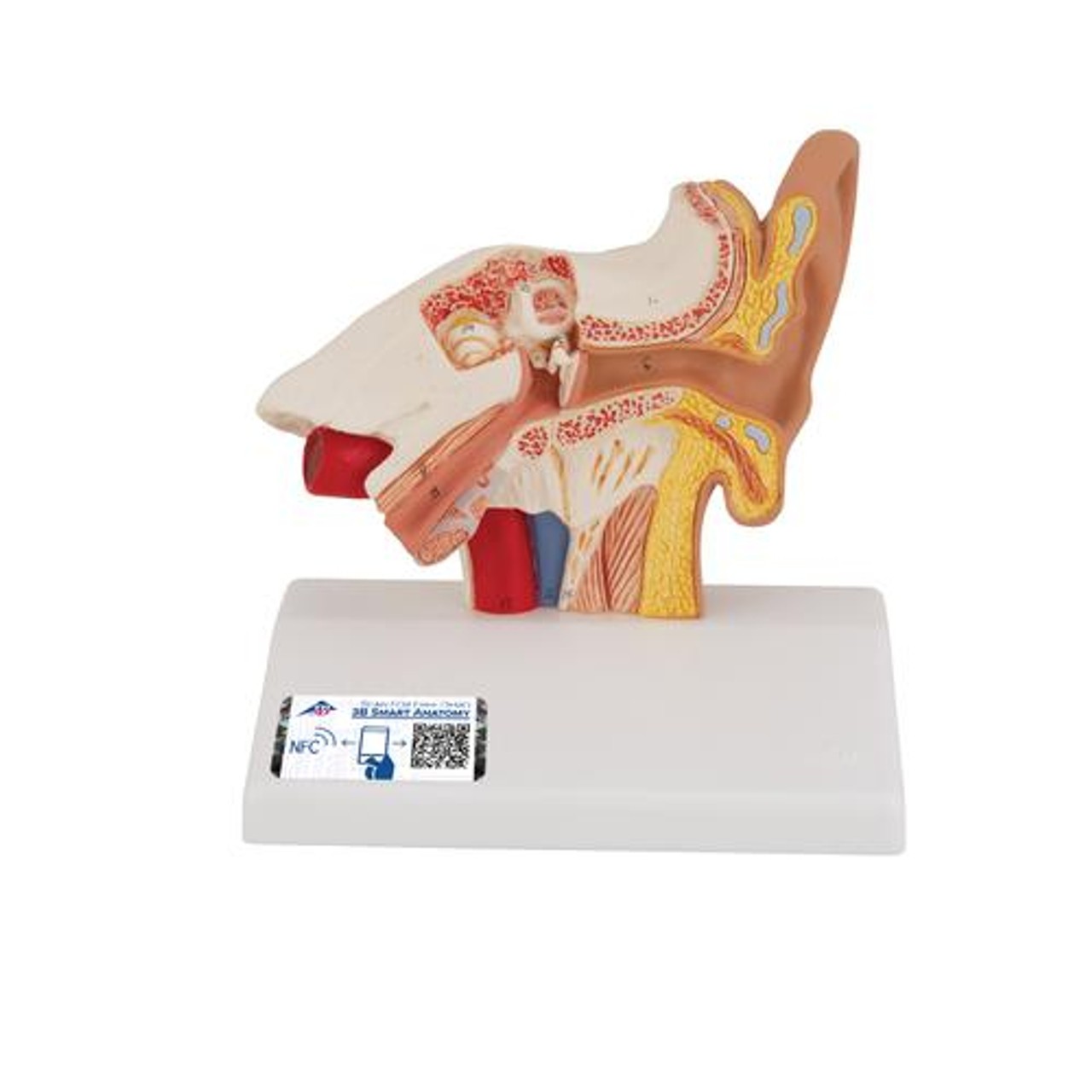 Desktop Human Ear Anatomy Model