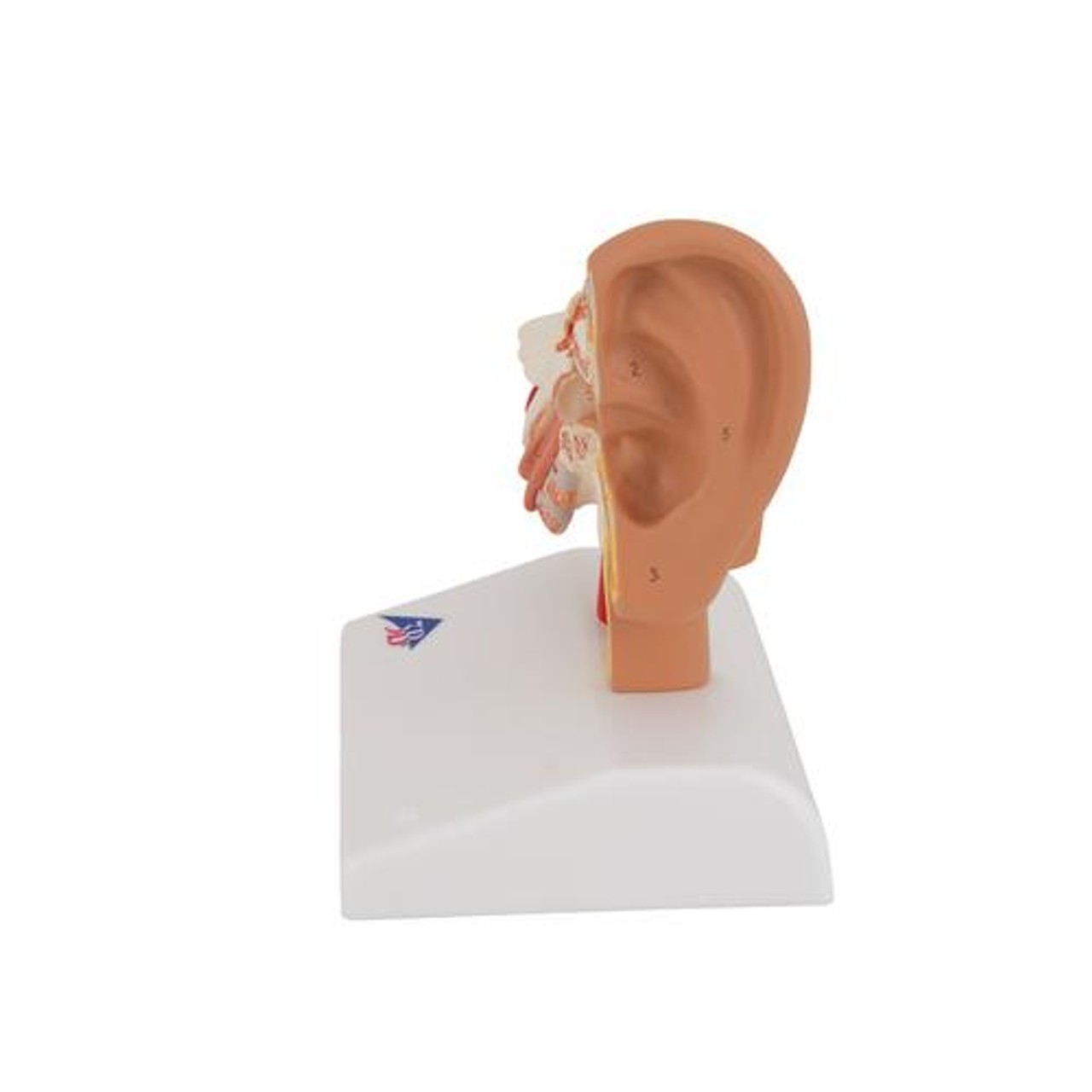 Desktop Human Ear Anatomy Model
