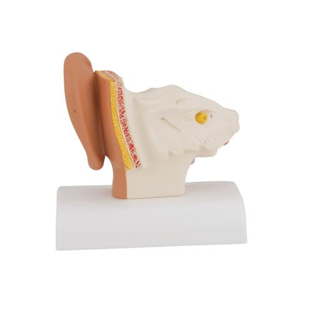 Desktop Human Ear Anatomy Model