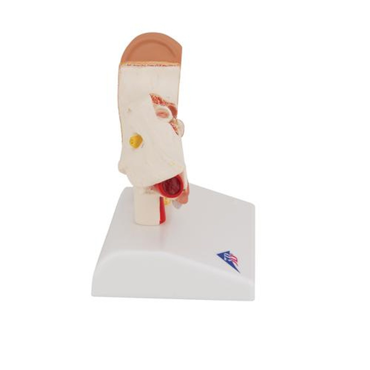 Desktop Human Ear Anatomy Model