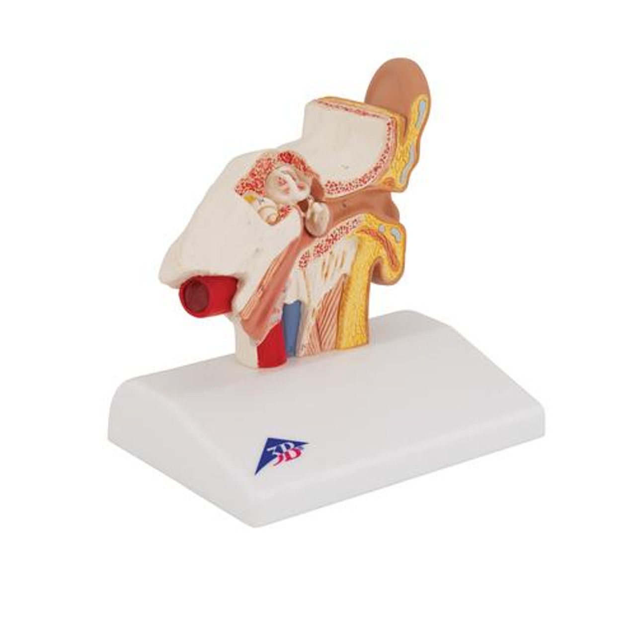 Desktop Human Ear Anatomy Model