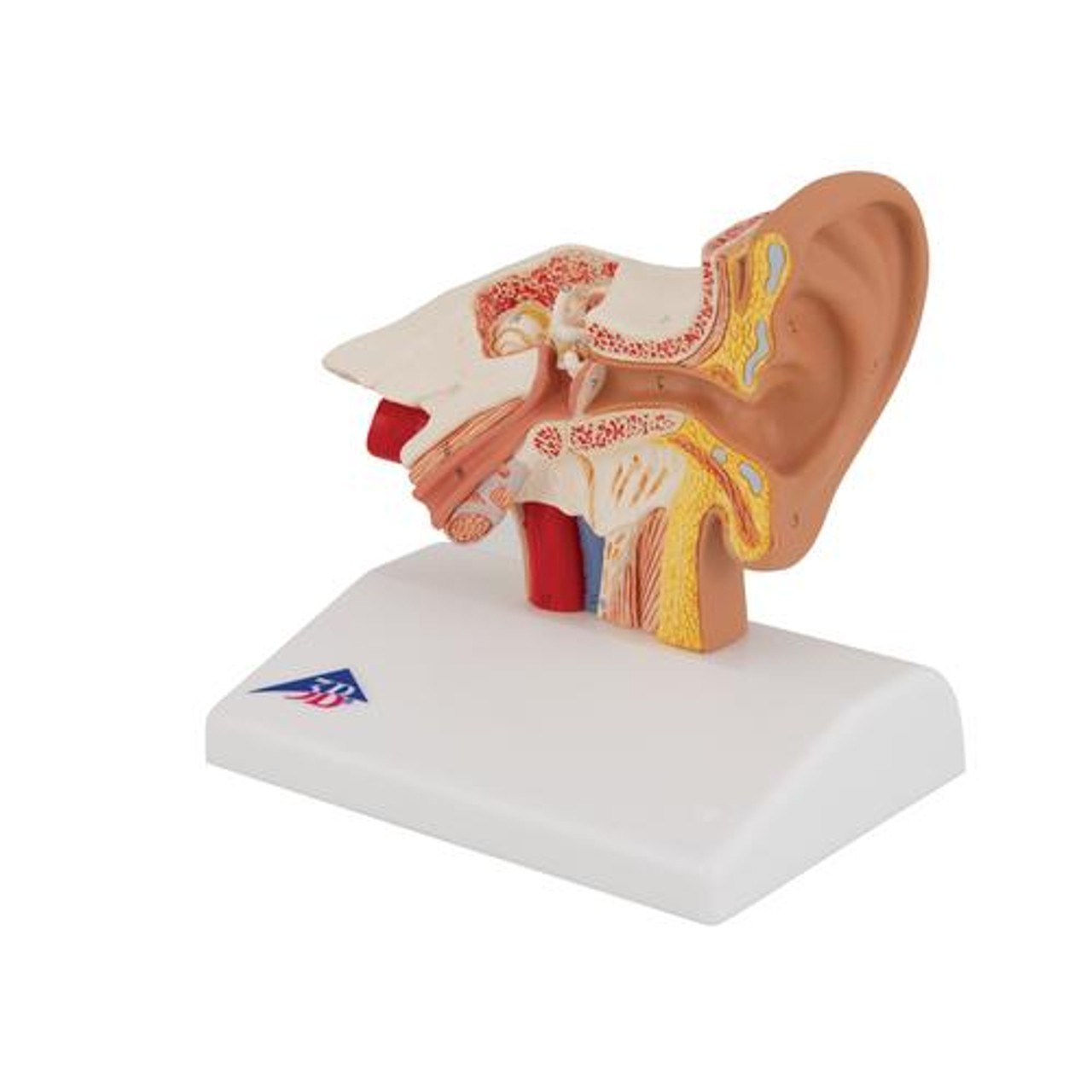 Desktop Human Ear Anatomy Model