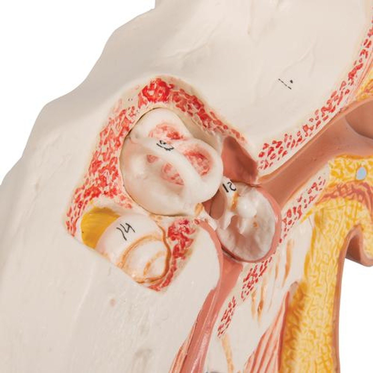 Desktop Human Ear Anatomy Model