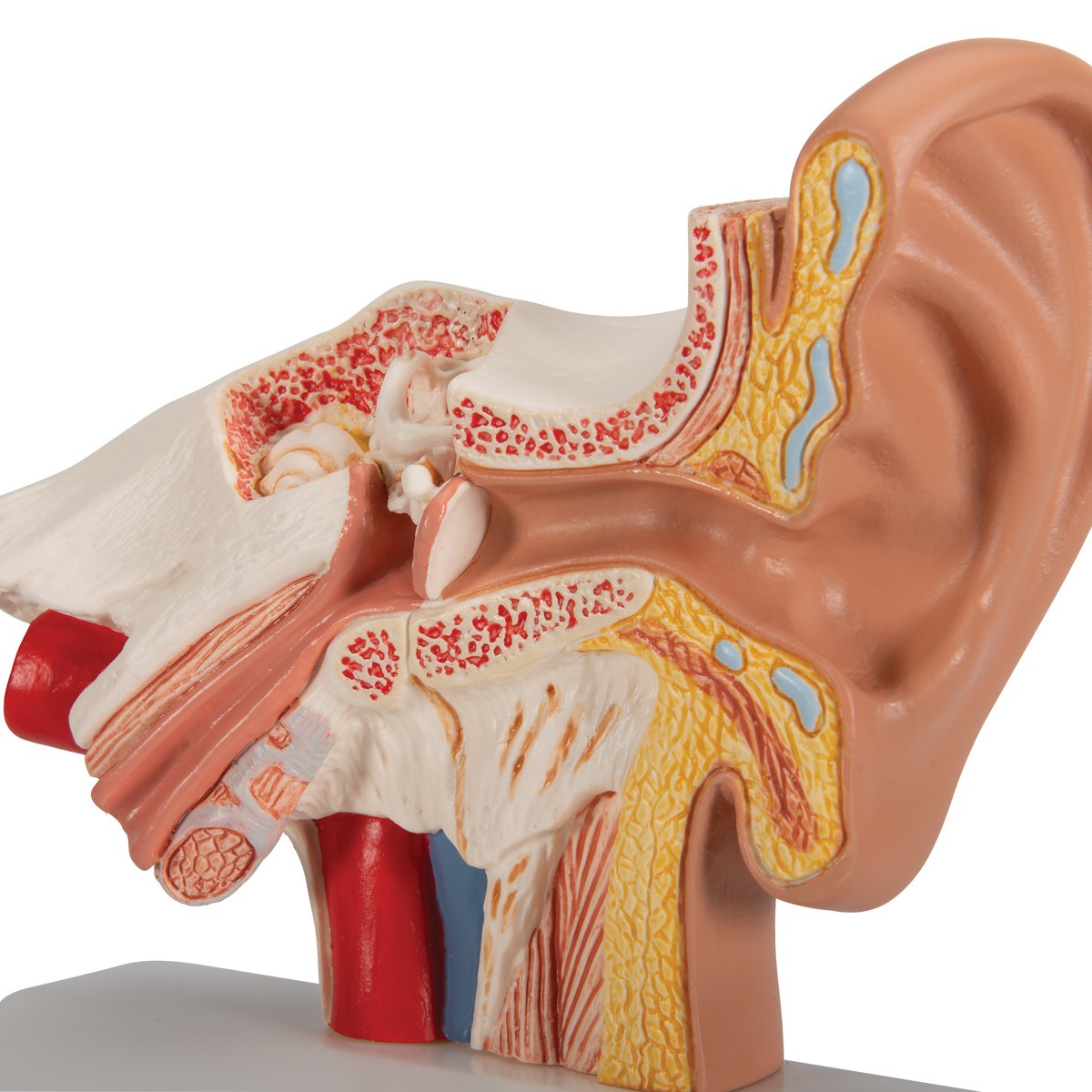 Desktop Human Ear Anatomy Model