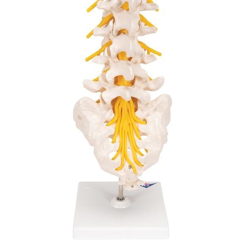 3B Scientific Lumbar Spinal Column Anatomy Model With Dorso