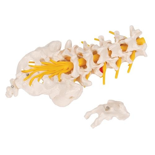 3B Scientific Lumbar Spinal Column Anatomy Model With Dorso