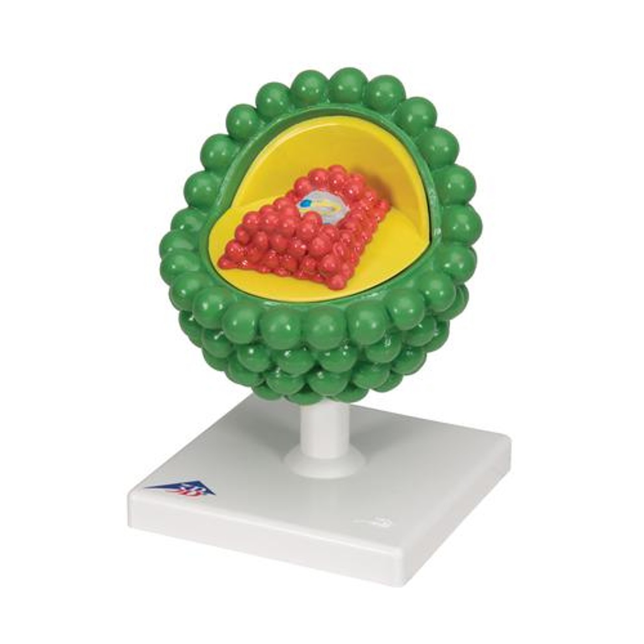 HIV Virus Model