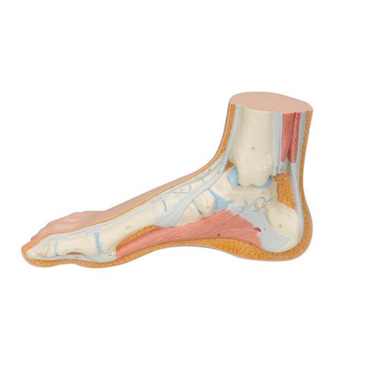 Normal Human Foot Anatomy Model - Left Side View