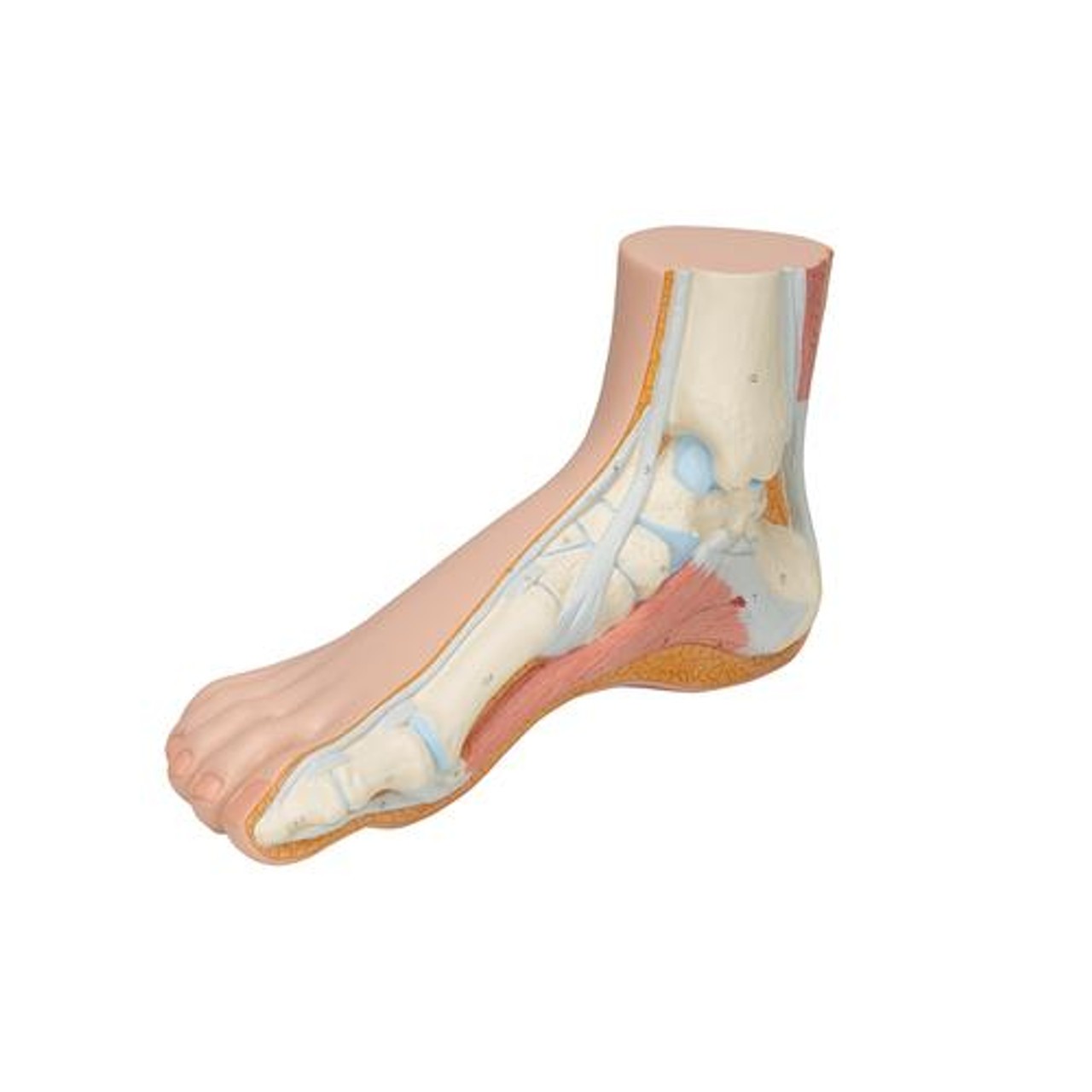 Normal Human Foot Anatomy Model - Left Side View