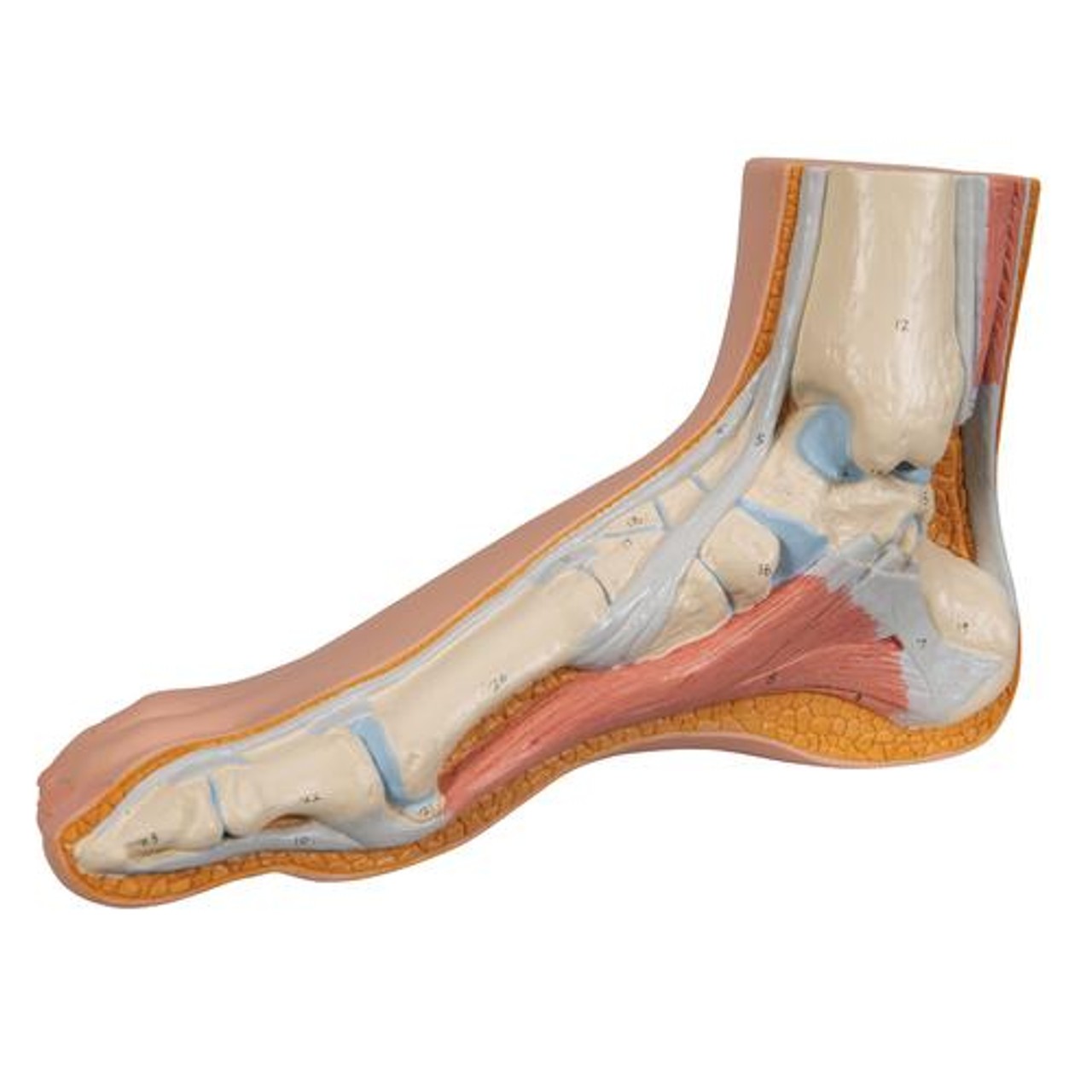 Normal Human Foot Anatomy Model - Zoom View