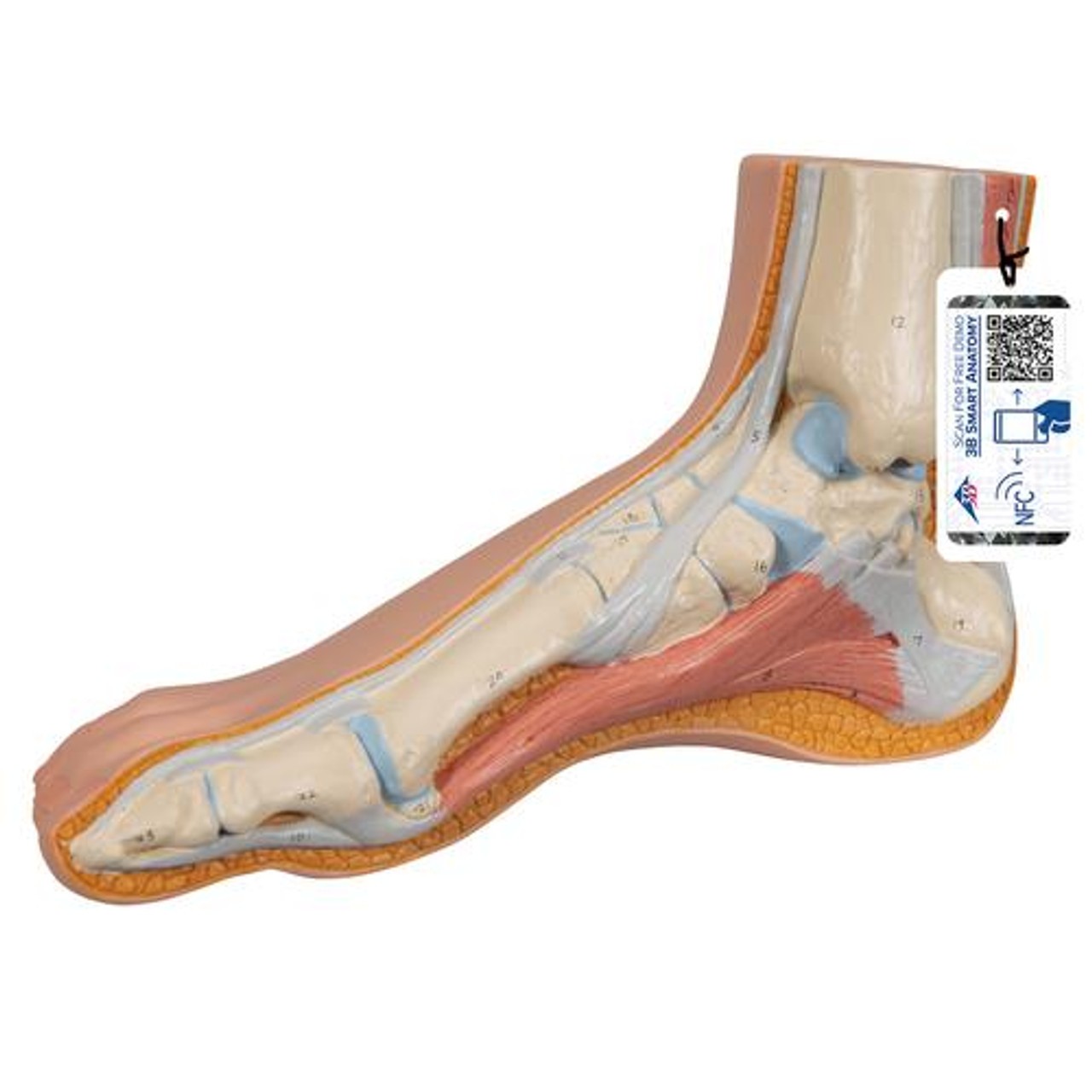 Normal Human Foot Anatomy Model