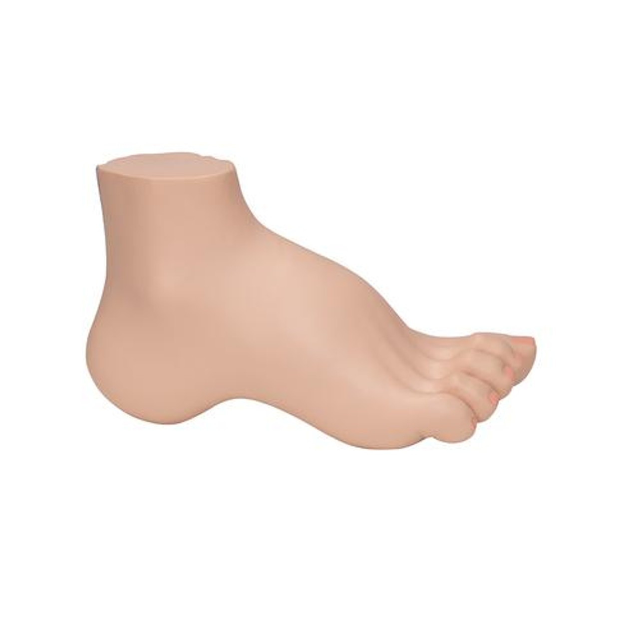 Hollow Foot Pes Cavus Anatomy Model - Right Side View