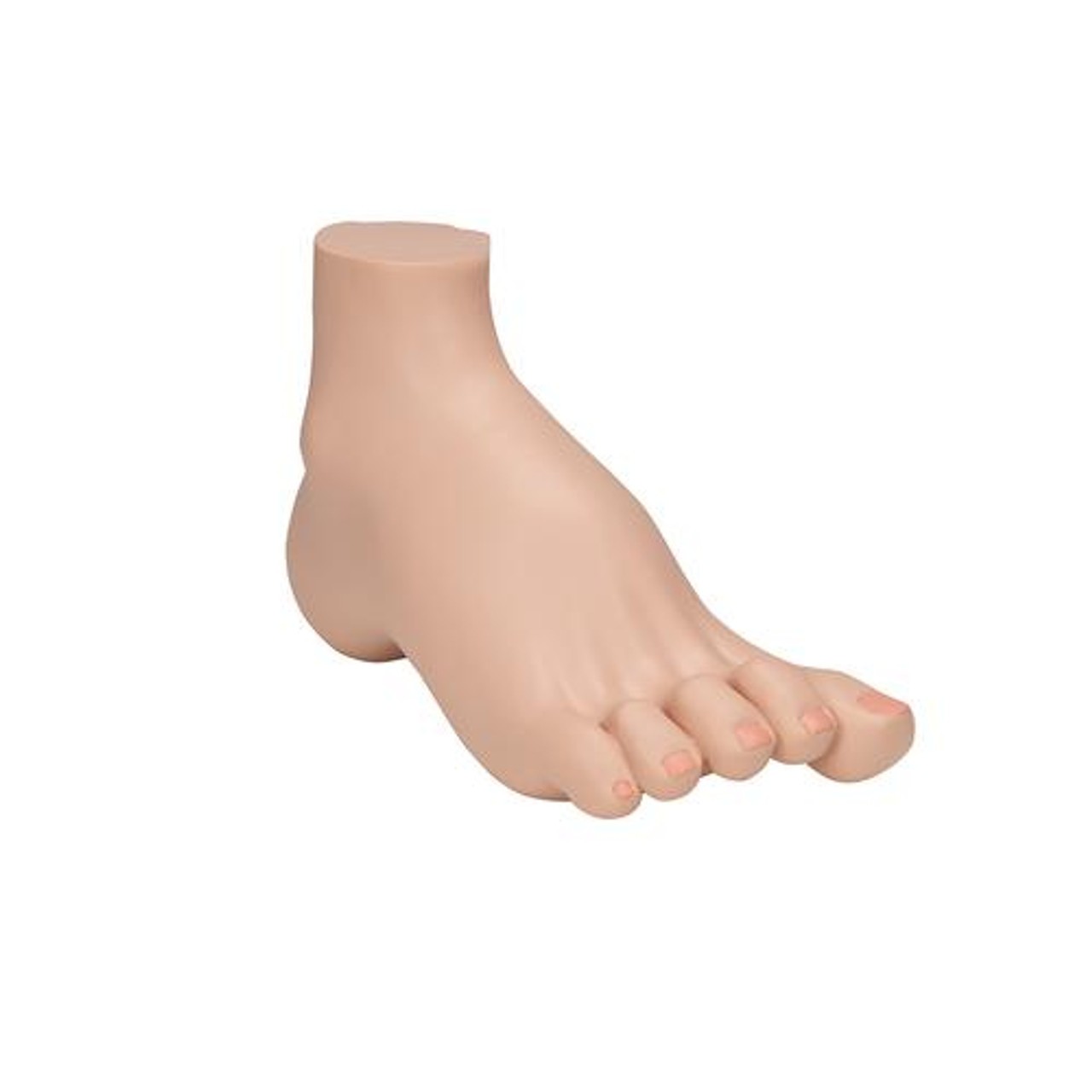 Hollow Foot Pes Cavus Anatomy Model - Right Side View