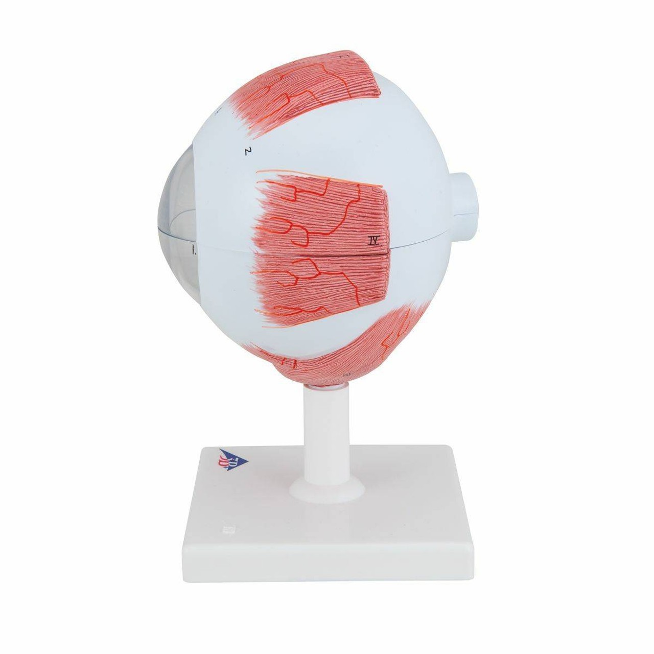 5 Times Full-Size Human Eye Anatomy Model 6 Parts