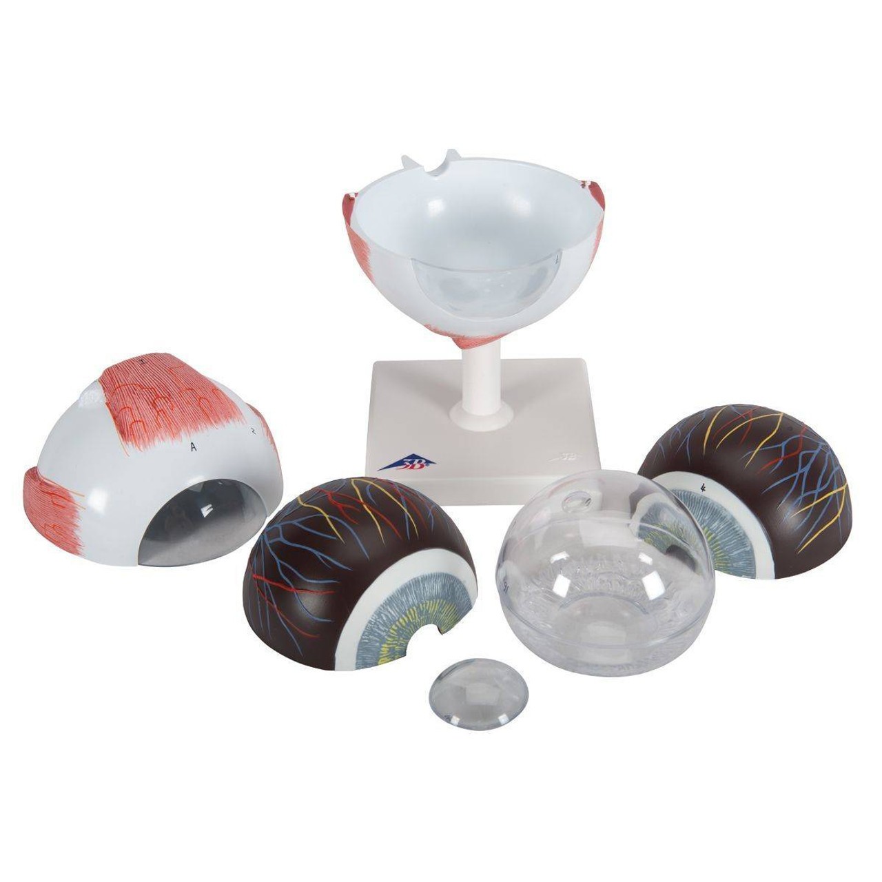 5 Times Full-Size Human Eye Anatomy Model 6 Parts