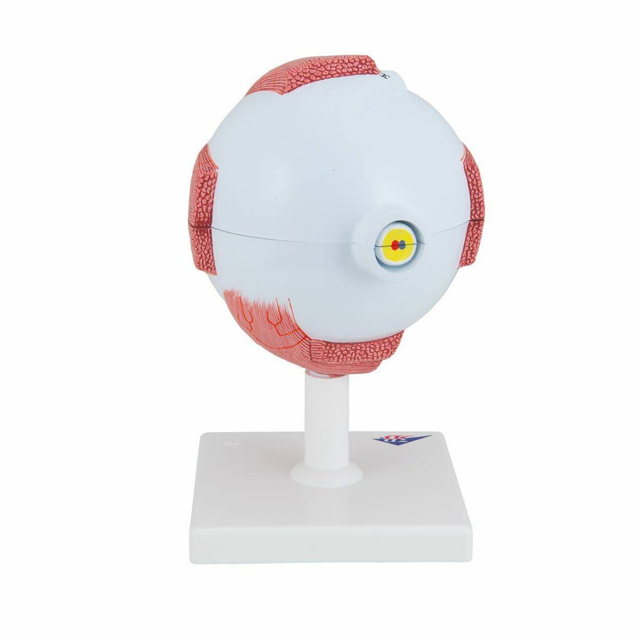 5 Times Full-Size Human Eye Anatomy Model 6 Parts