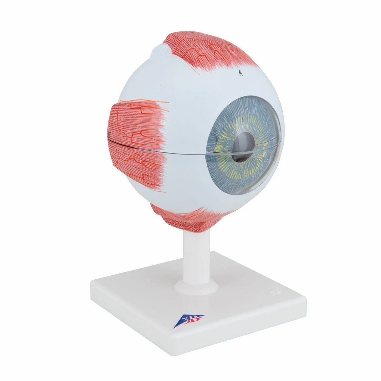 5 Times Full-Size Human Eye Anatomy Model 6 Parts