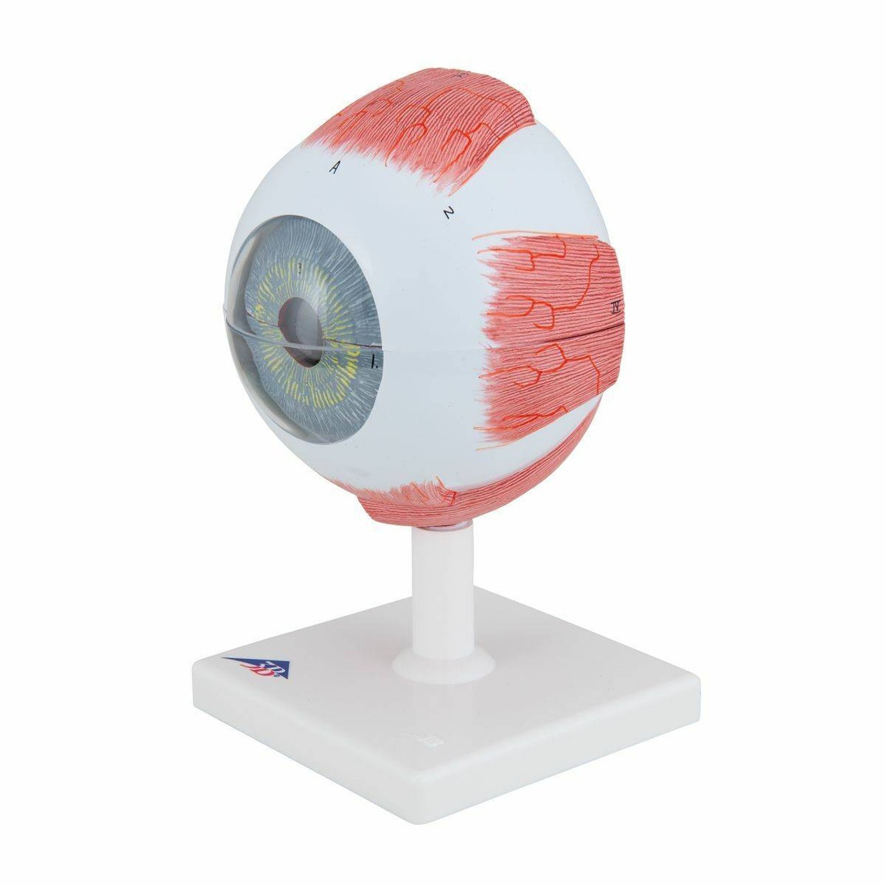 5 Times Full-Size Human Eye Anatomy Model 6 Parts