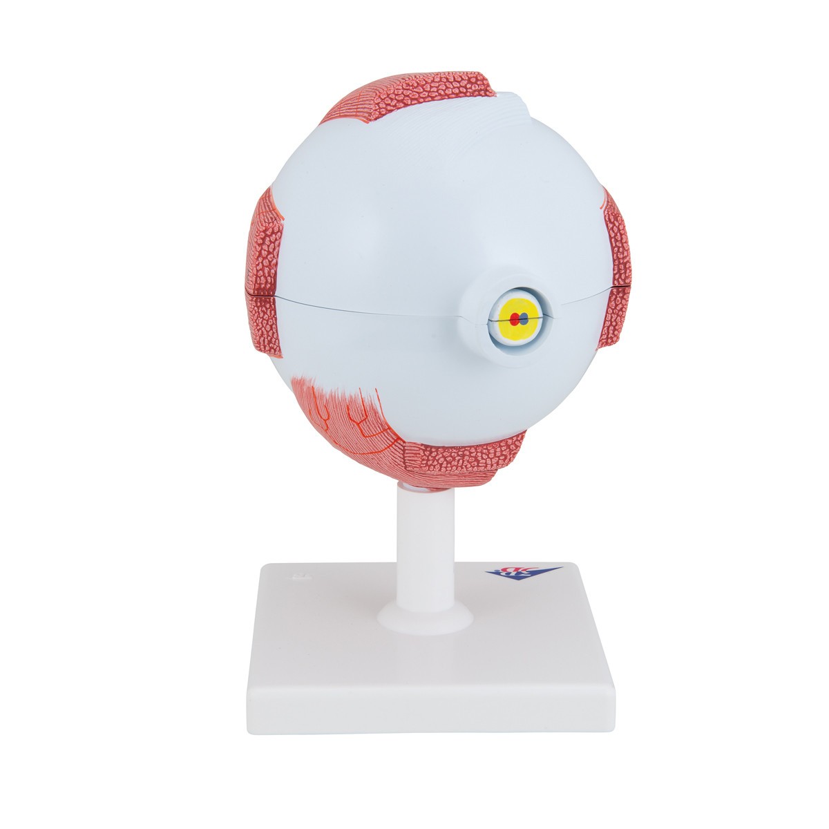 5 Times Full-Size Human Eye Anatomy Model 6 Parts