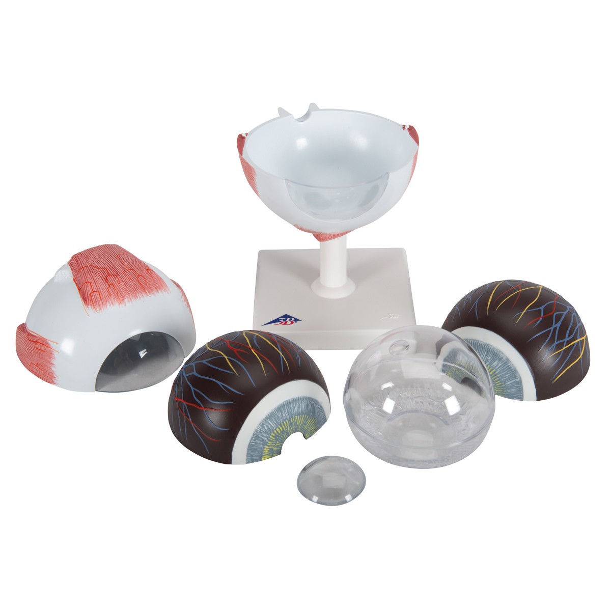 5 Times Full-Size Human Eye Anatomy Model 6 Parts