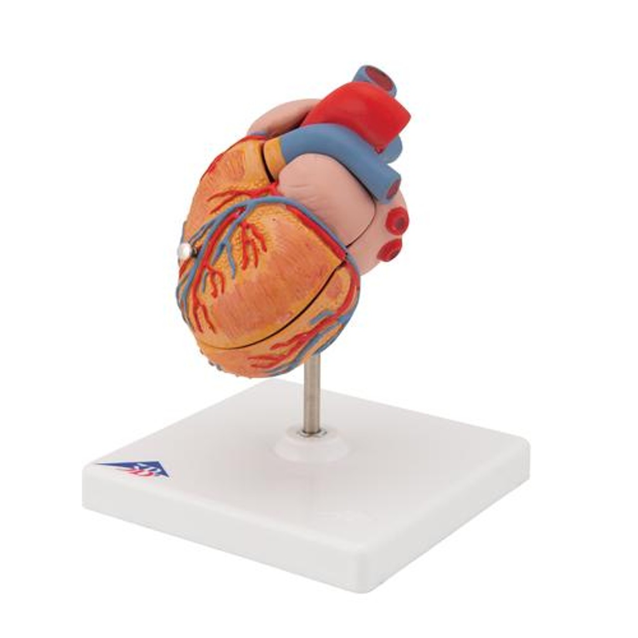 Classic Human Heart Anatomy Model With Left Ventricular Hypertrophy