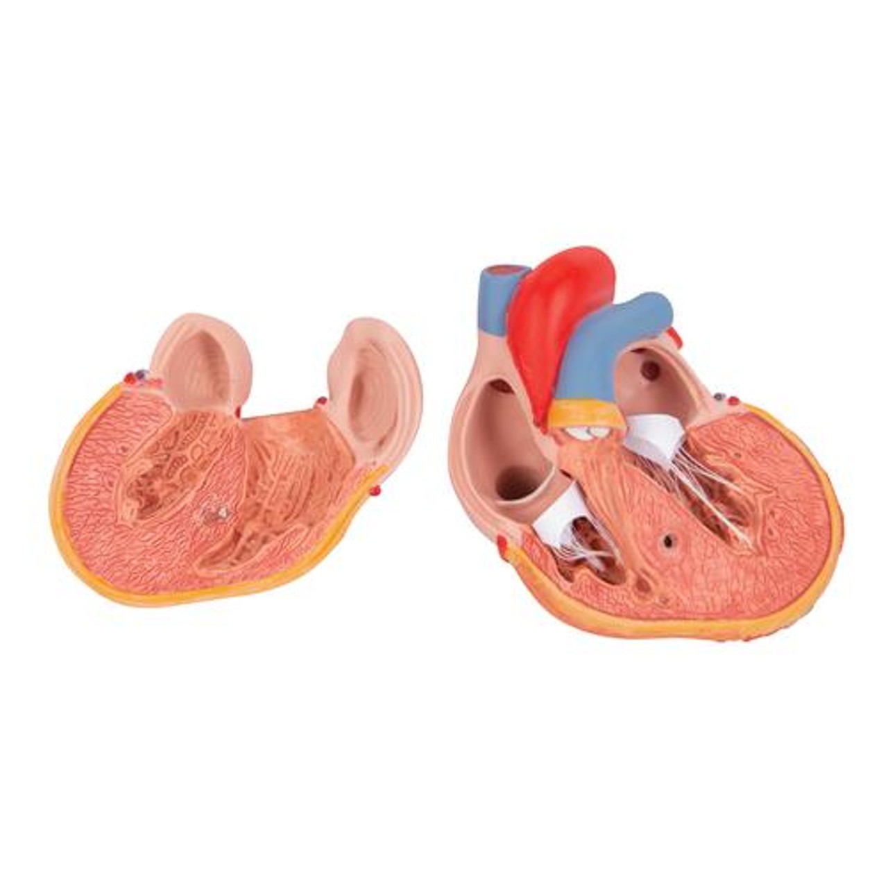 Classic Human Heart Anatomy Model With Left Ventricular Hypertrophy