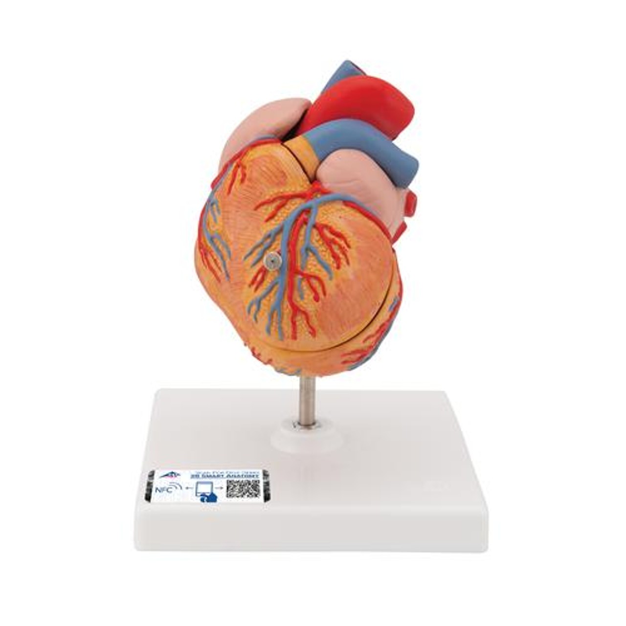 Classic Human Heart Anatomy Model With Left Ventricular Hypertrophy