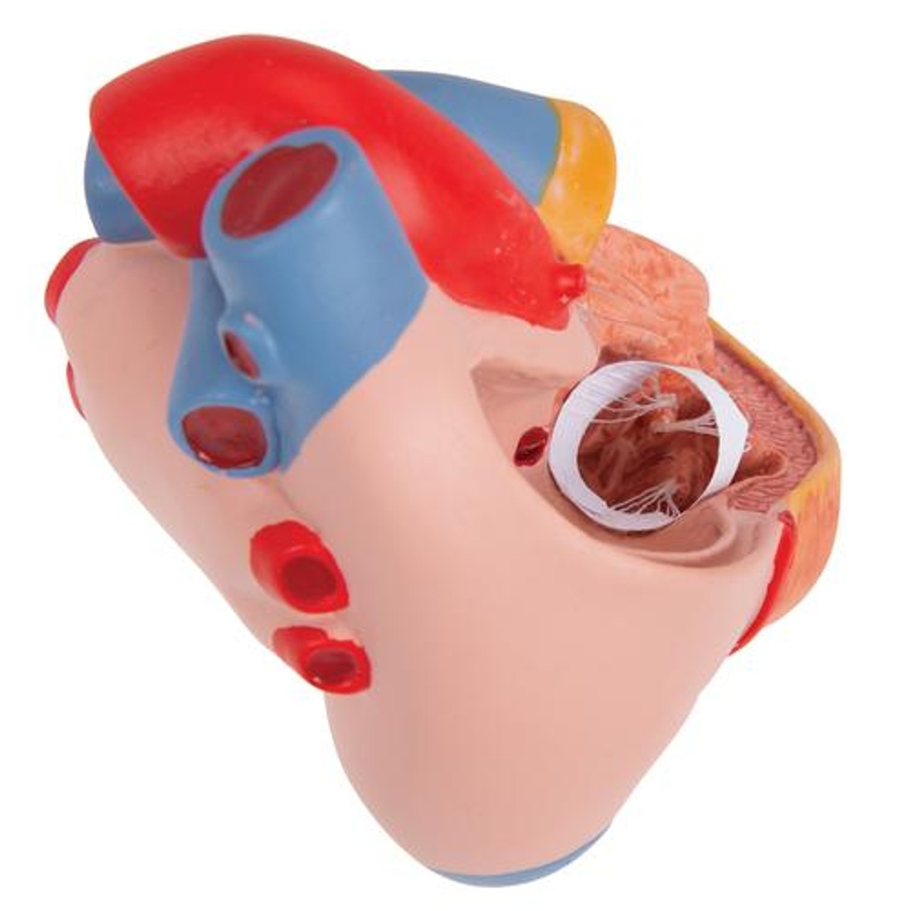 Classic Human Heart Anatomy Model With Left Ventricular Hypertrophy