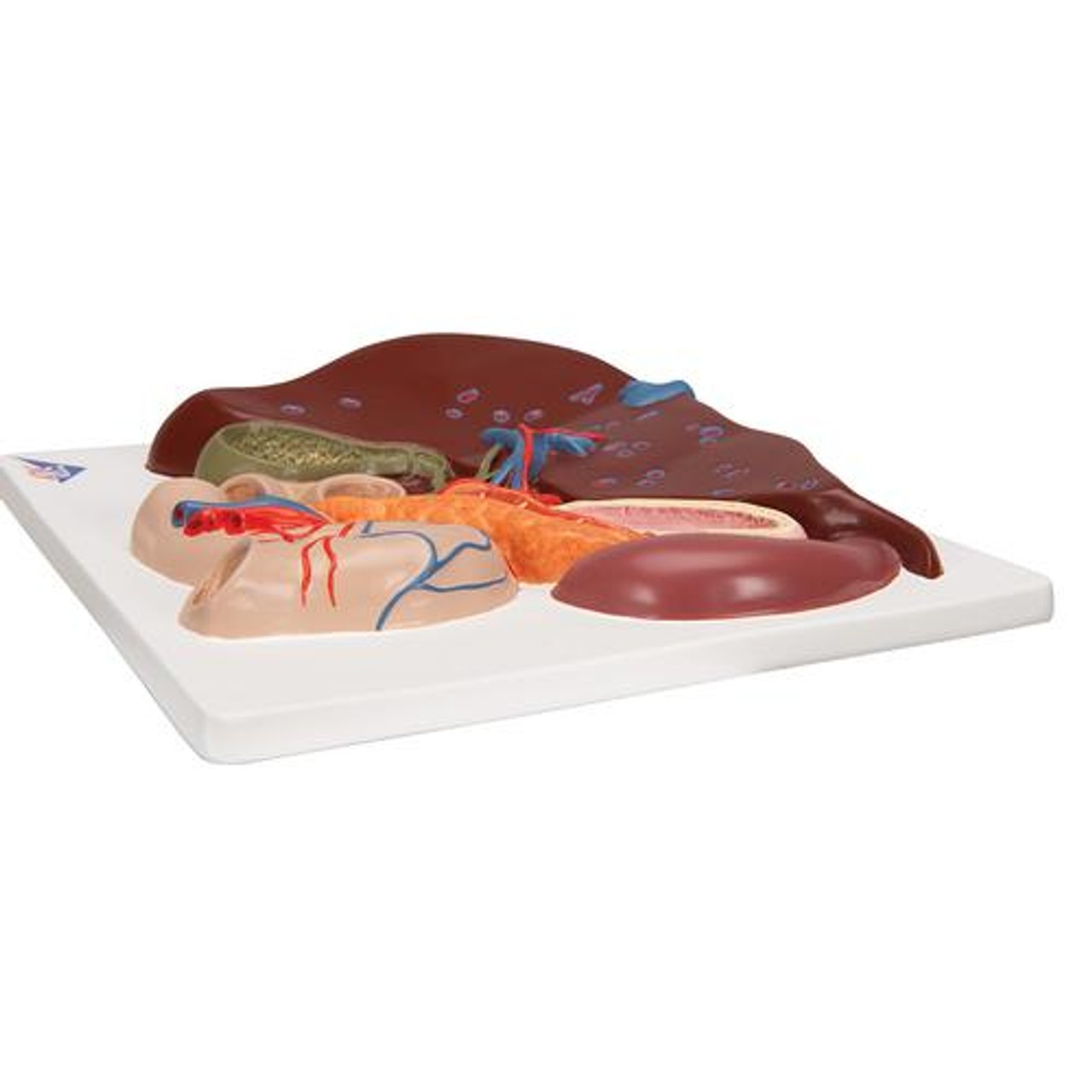 Human Liver Anatomy Model With Gallbladder