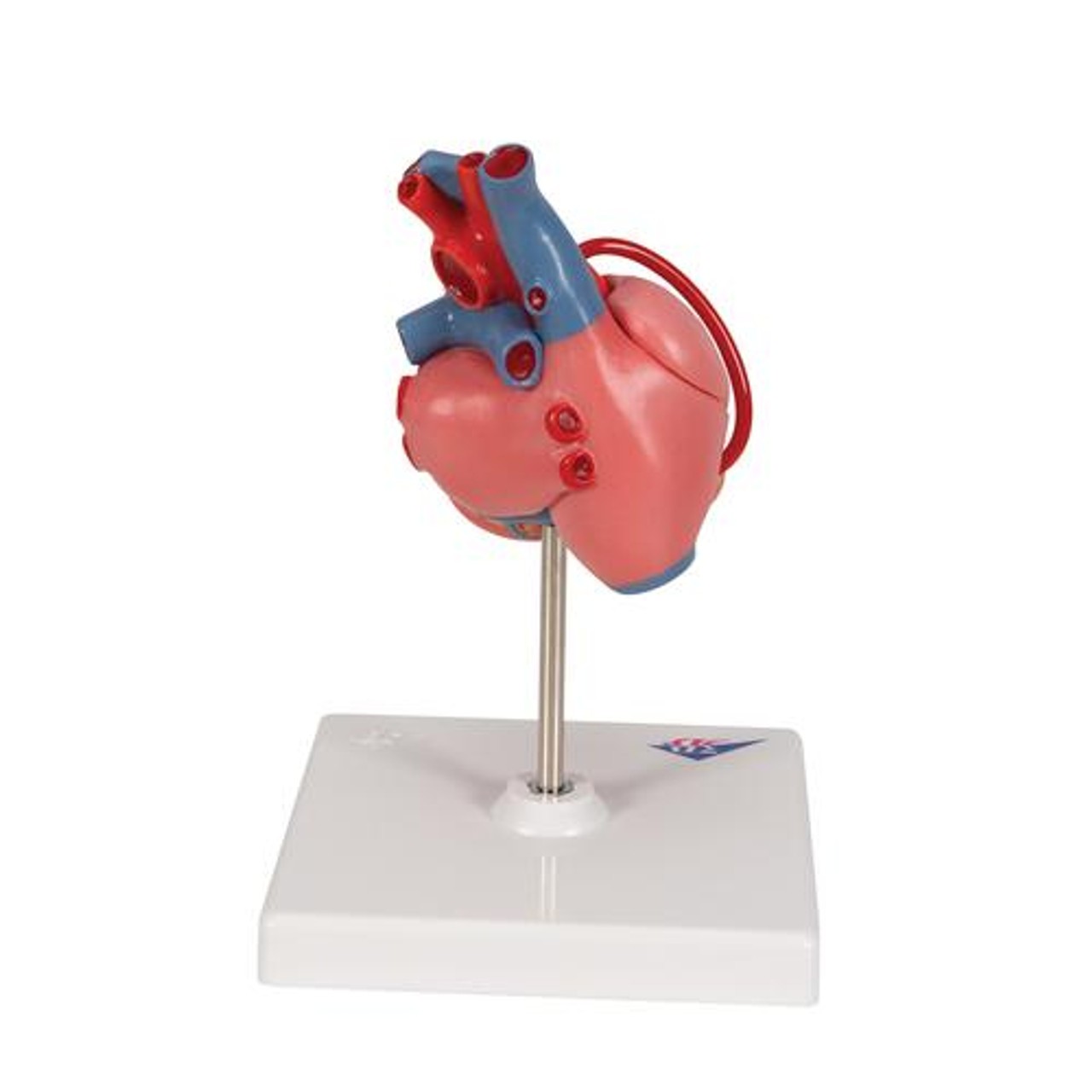 Classic Heart Anatomy Model With Bypass