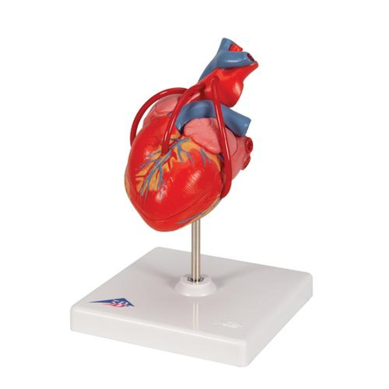 Classic Heart Anatomy Model With Bypass
