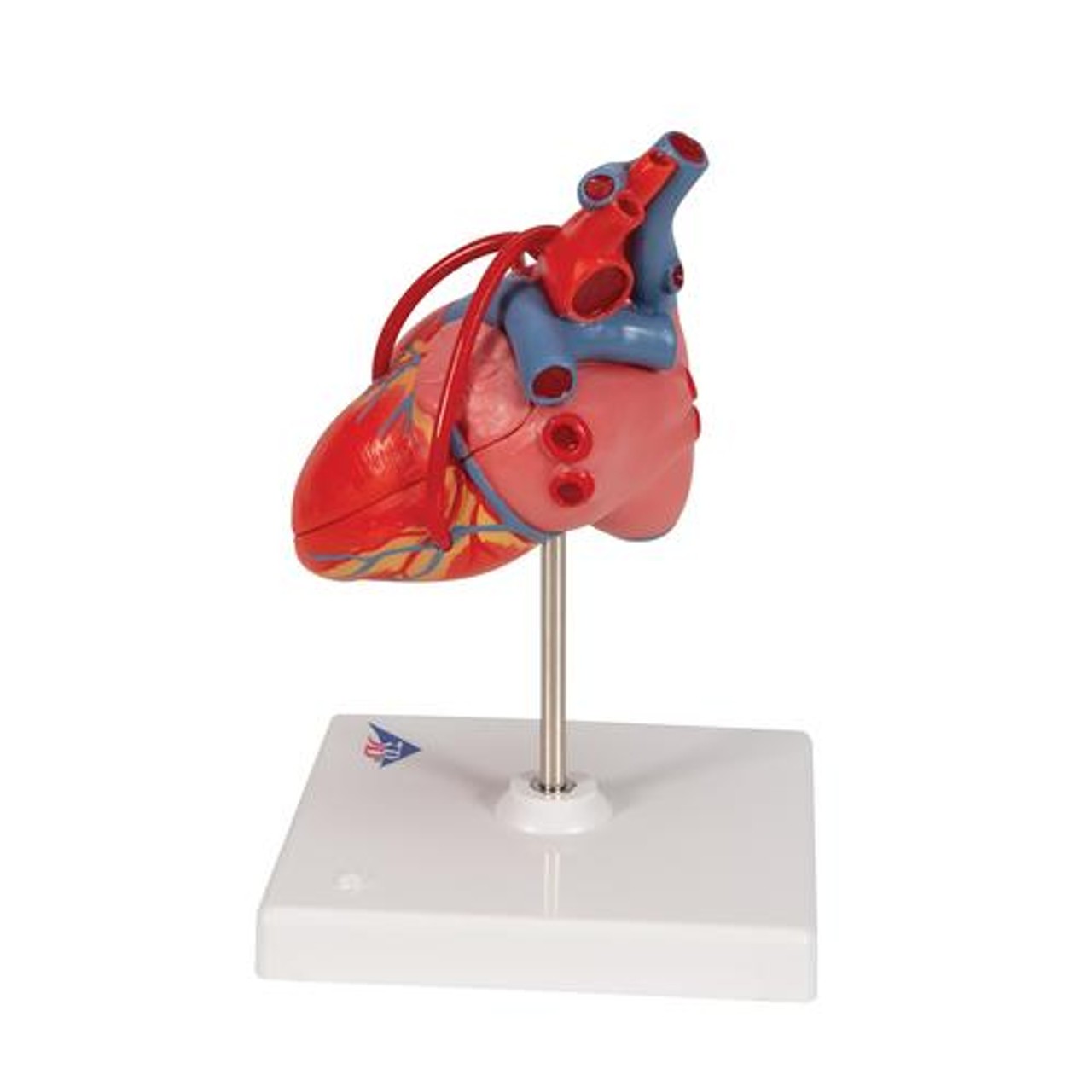 Classic Heart Anatomy Model With Bypass