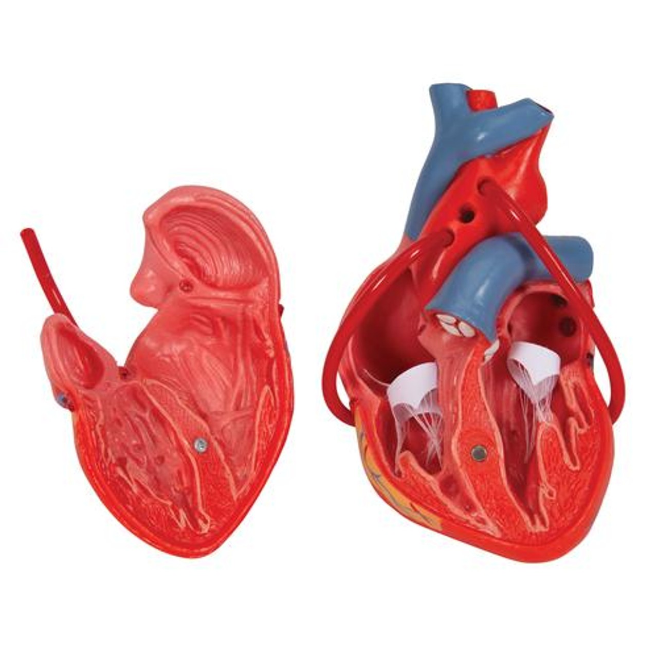 Classic Heart Anatomy Model With Bypass