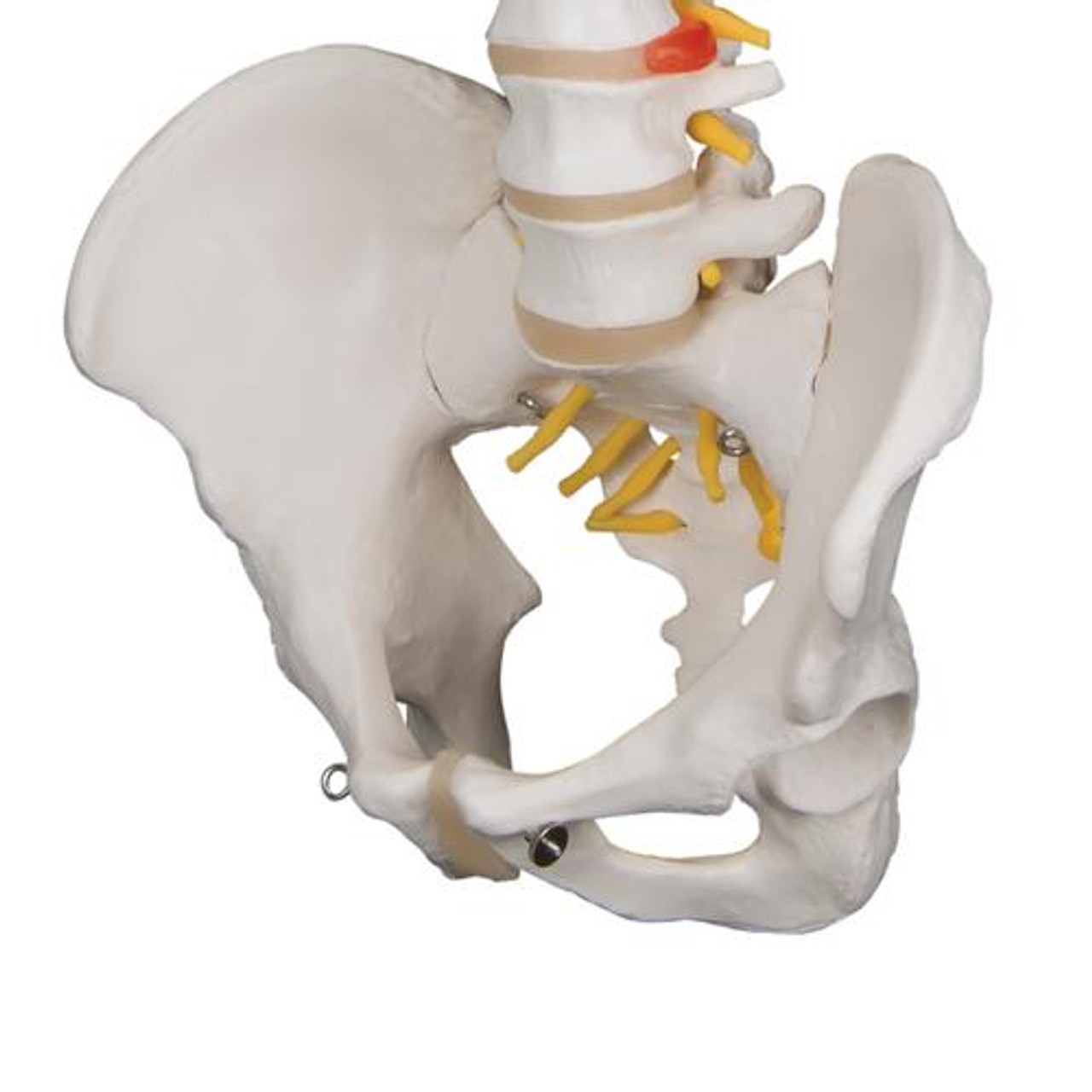 Classic Flexible Human Spine Anatomy Model