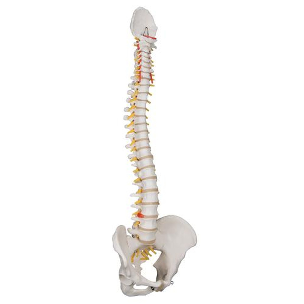Classic Flexible Human Spine Anatomy Model