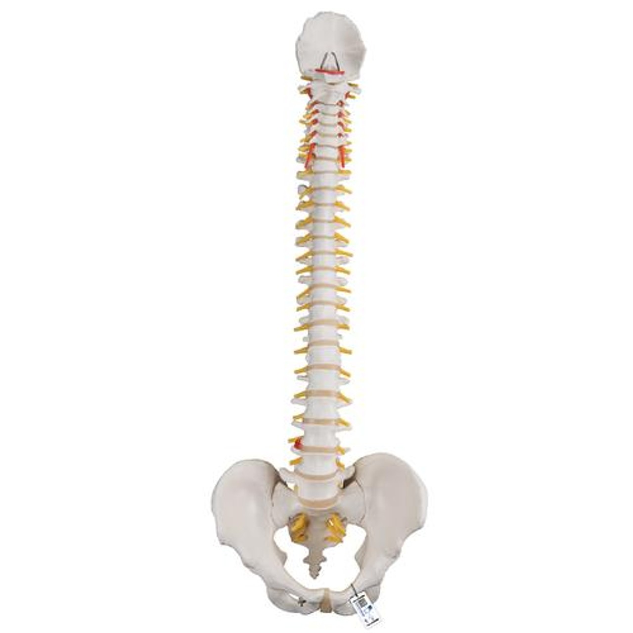 Classic Flexible Human Spine Anatomy Model
