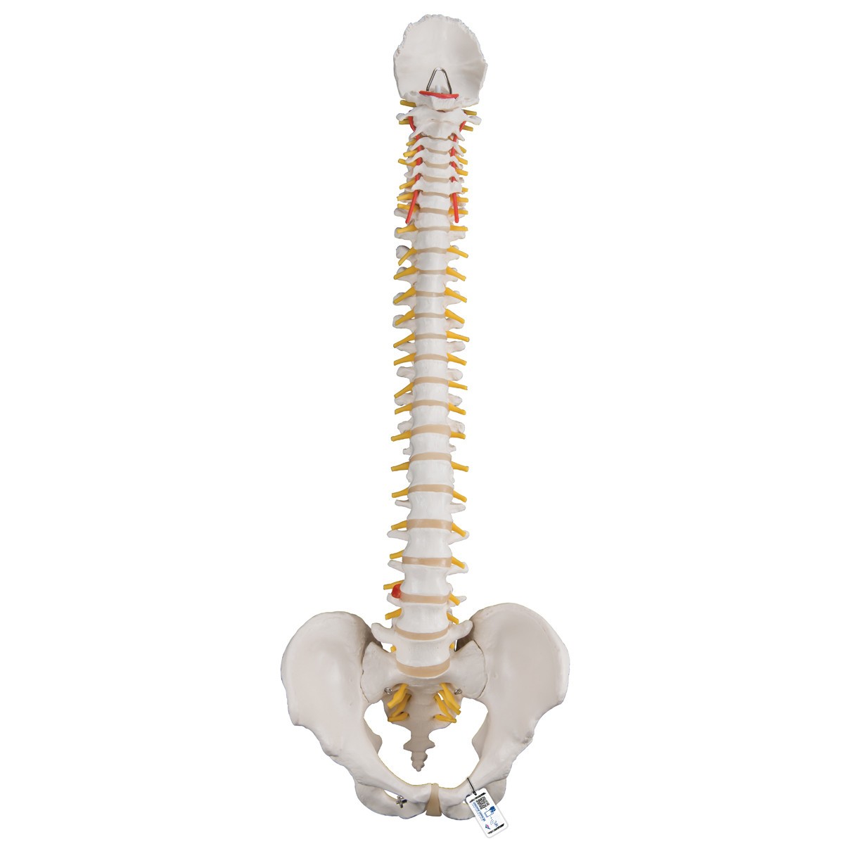 Classic Flexible Human Spine Anatomy Model