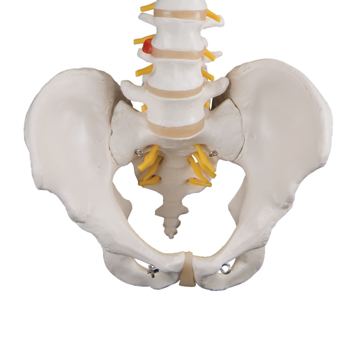 Classic Flexible Human Spine Anatomy Model