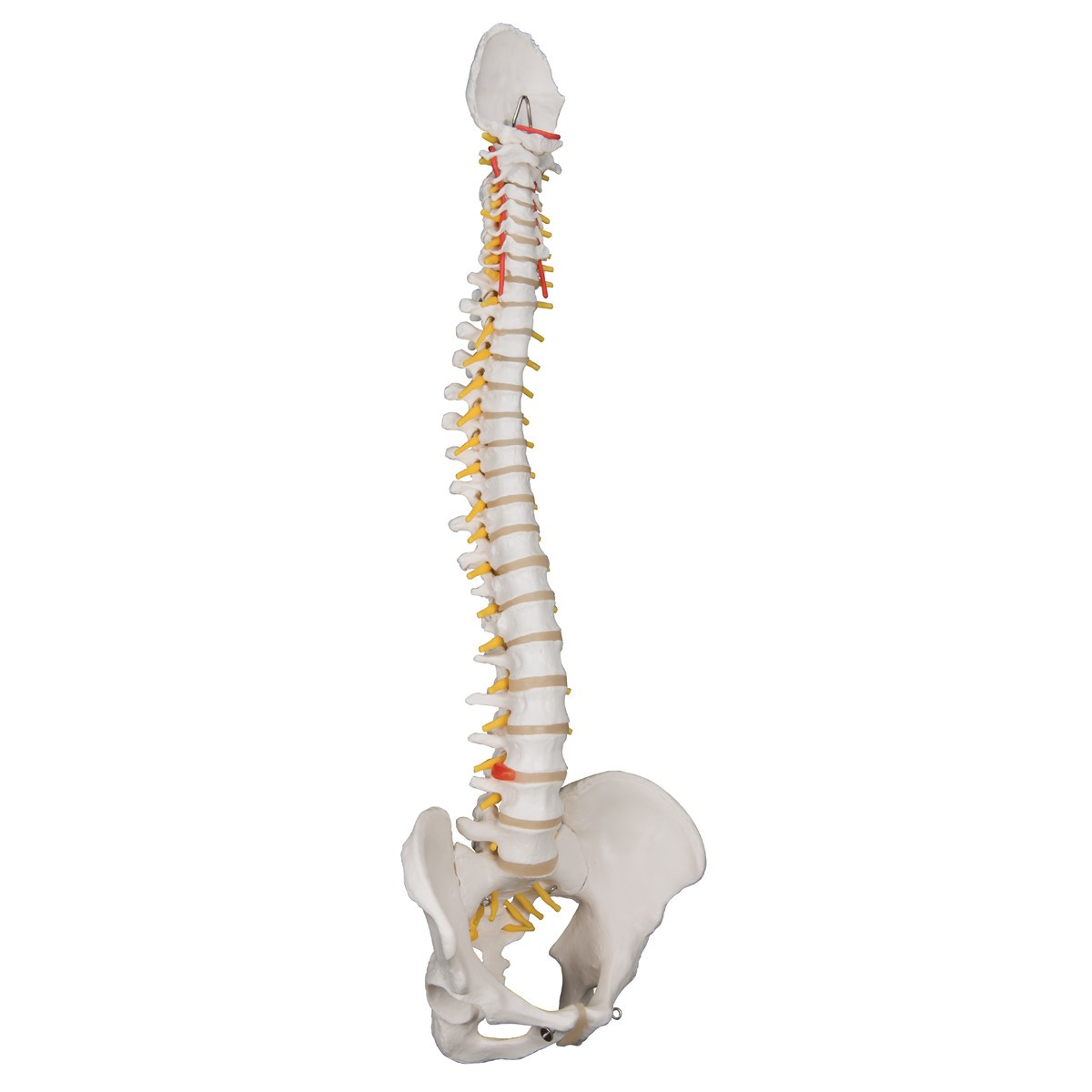 Classic Flexible Human Spine Anatomy Model