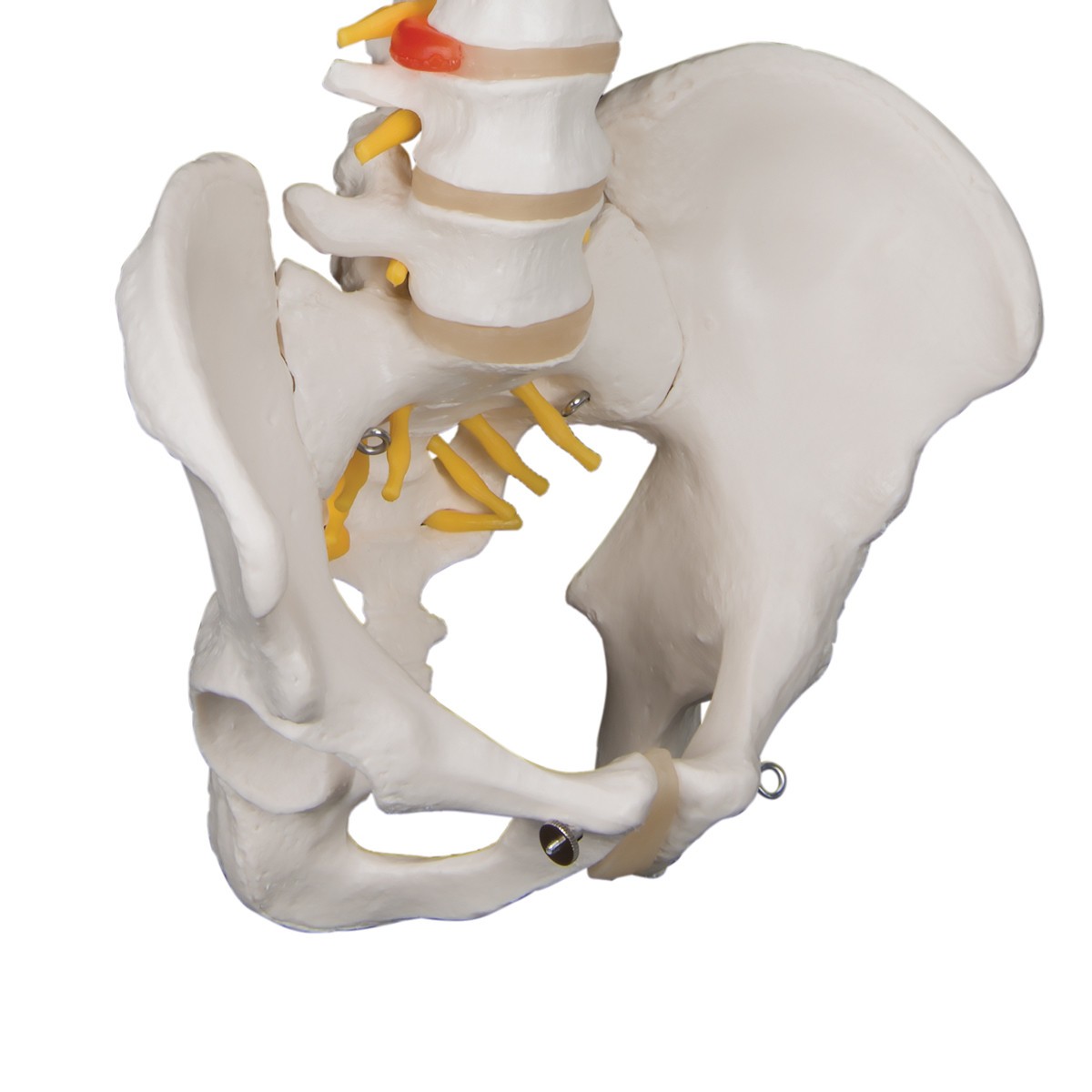 Classic Flexible Human Spine Anatomy Model